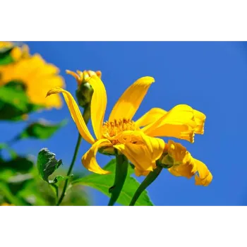 Marigold Plant
